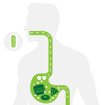 digestion diagram